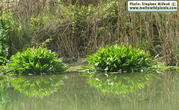 غازیاغی - پاغازه